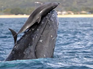 罕见鲸鱼海豚嬉戏行为 预示两物种间和善相处