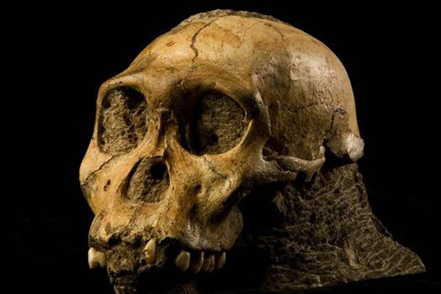 现代人的祖先可能来自两种古人类的竞争