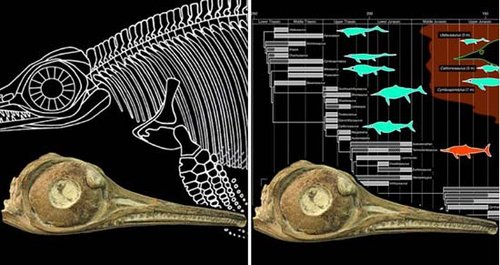 恐龙时代里最重要海洋掠食者鱼龙复苏新解