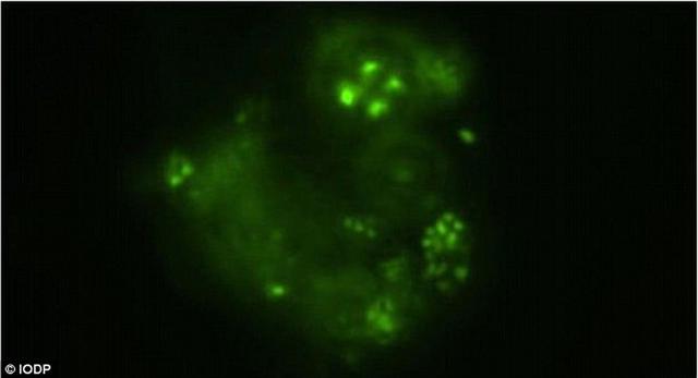 日本海底钻探2446米煤层中发现神秘微生物