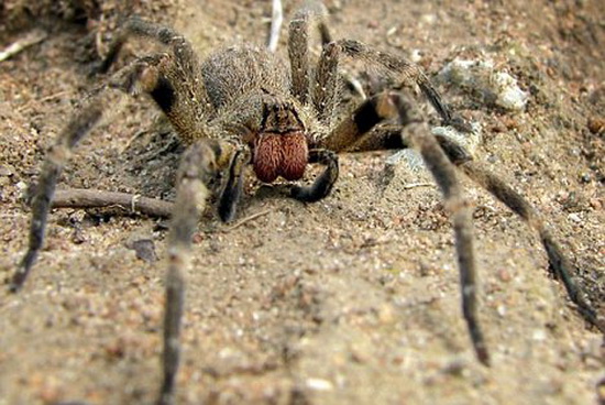 科学家研究发现：蜘蛛毒液对男性阳痿有疗效