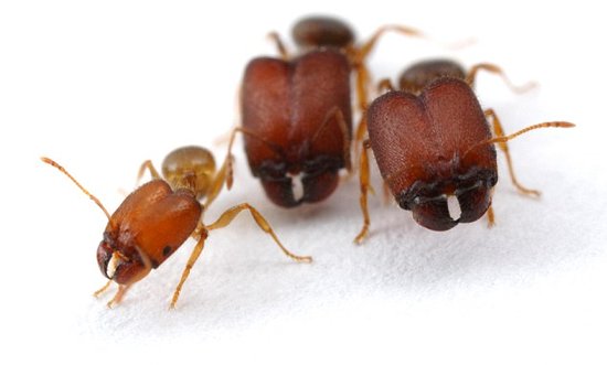 专家激活远古基因可培育出超级战士蚂蚁