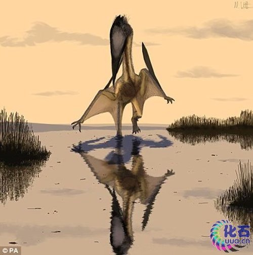 巴西发现翼展可达5米巨型湖氓翼龙化石 _科技
