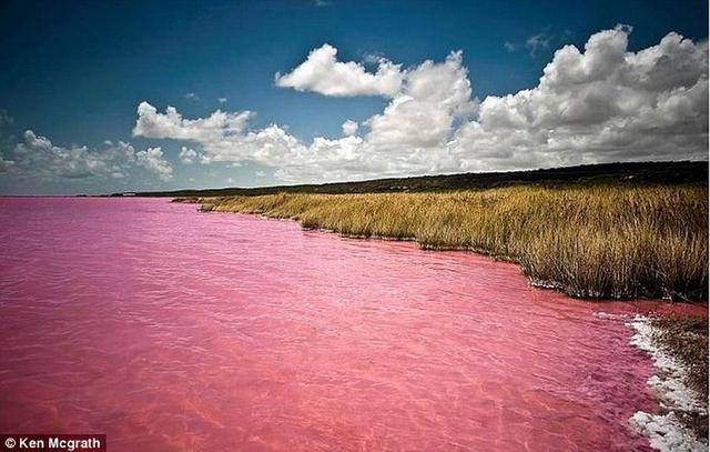 神秘嗜盐微生物导致澳大利亚一湖泊呈粉红色