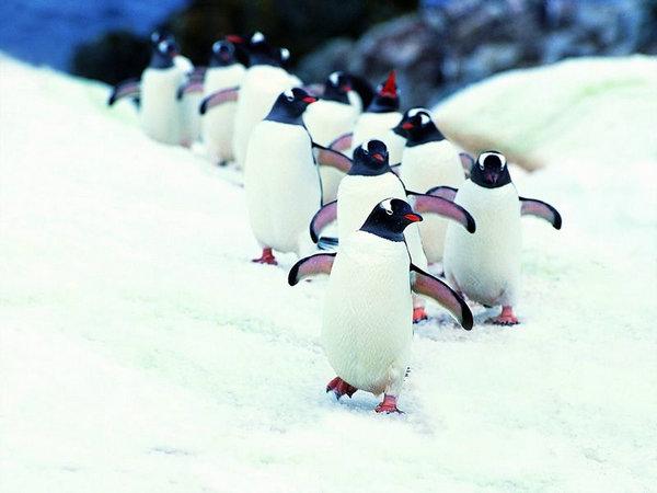 美学者从企鹅翅膀找灵感 盼研发防结冰机翼