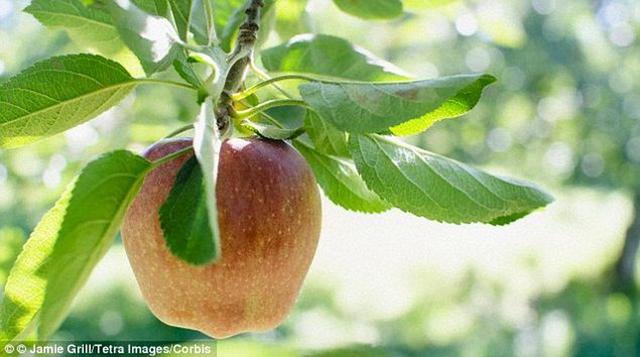 科學家計劃把維基百科寫入蘋果DNA中