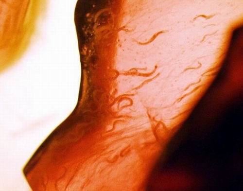 奋进号终极之旅奇特实验：看动物在太空表现