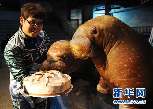 哈尔滨极地馆新成员小海象过“百天”(图)