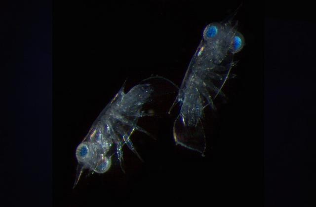 [生命奥秘]螳螂虾具有神奇的隐身术