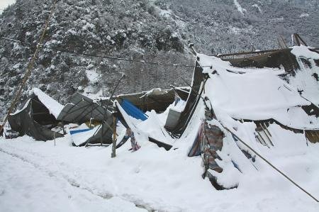 卧龙暴雪牲畜断粮 牦牛下山“捡”编织袋吃
