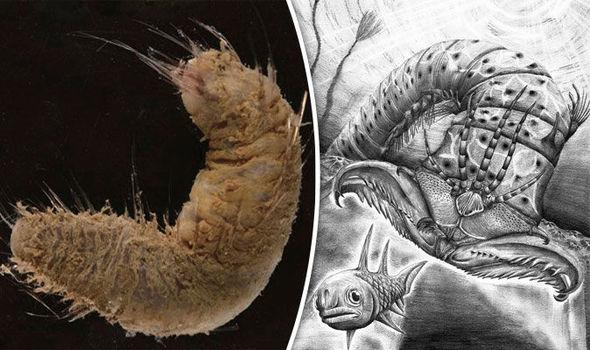科学家鉴定出蠕虫始祖 堪称地球上的异形