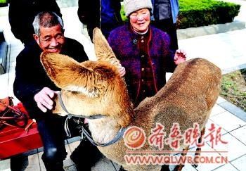 济宁夫妇养梅花鹿当宠物 大街溜达引人围观