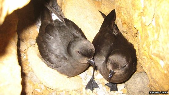 鸟类神奇气味辨别力 嗅出亲属避免近亲交配