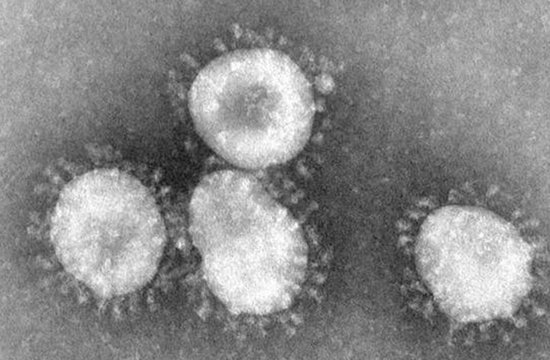 野生动物群体中或存在32万种未知潜伏病毒
