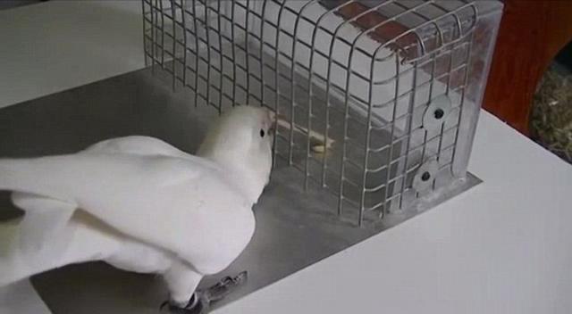 能够制造并使用工具的不一定是“人”