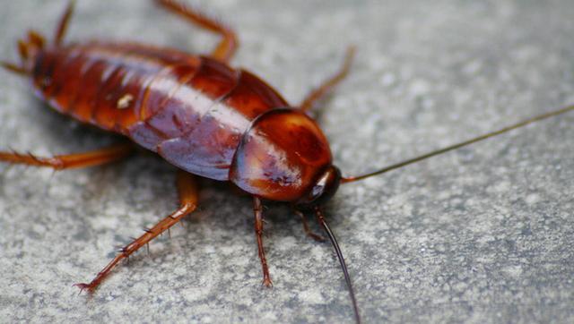 科学家发现蟑螂也有个性