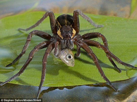野生动物摄影师抓拍到"蜘蛛捕鱼"惊悚一幕