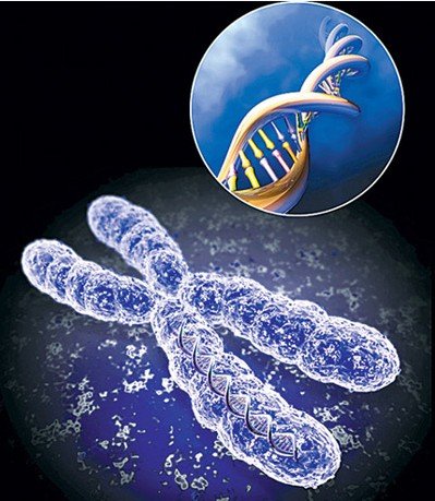 染色体端粒测试兴起 你究竟还能活多久(图)
