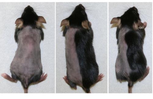 抑制生化酶JAK家族的药物直接用到老鼠皮肤上，促进毛发的快速、繁茂地生长