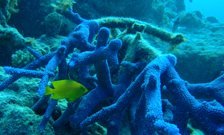 英国研究人员从珊瑚身上寻找防晒秘密(图)_科技