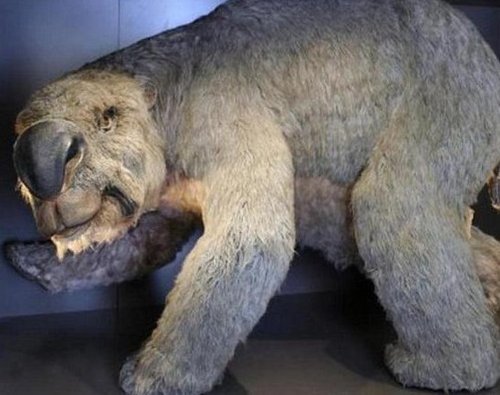 最完整史前巨兽残骸出土 发现双门齿袋熊
