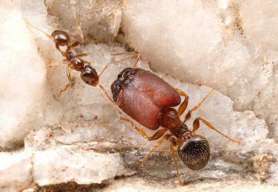 专家激活远古基因可培育出超级战士蚂蚁