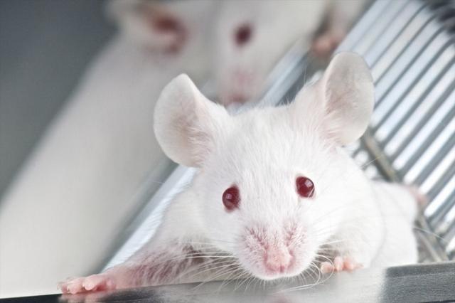 科学家对老鼠肌肉干细胞进行“返老还童”