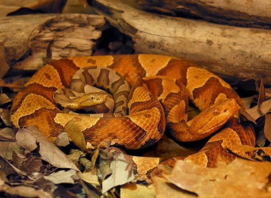科学家发现野生蛇单性繁殖 即使周边有雄性