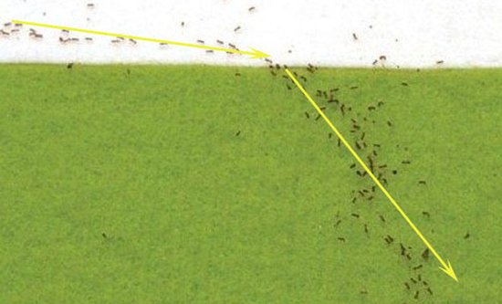 蚂蚁觅食路径遵守光线折射定律(图)