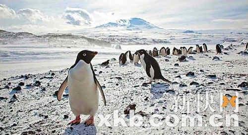 南极海冰持续融化断裂 企鹅命运进入倒计时_科技