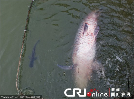 浙江渔民在水库捕获长1.92米大鱼 重208斤