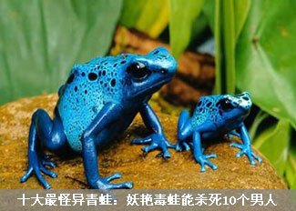 妖艳毒蛙能够杀死10个男人