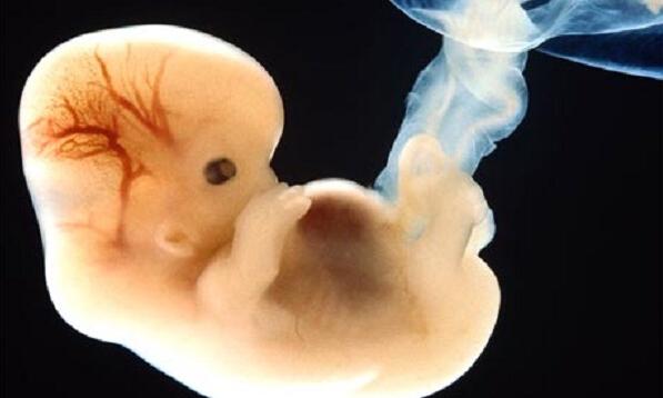 人类胚胎体外发育首次突破10天 触国际规则极