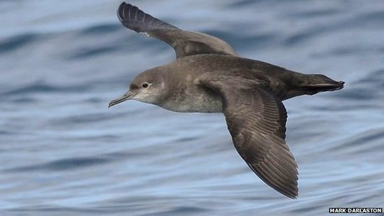 巴利阿里群岛奇特海鸥：雌雄迁徙各自飞