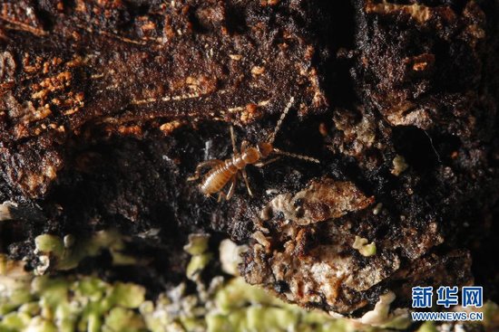 雅鲁藏布大峡谷发现罕见墨脱缺翅虫(图)_科技