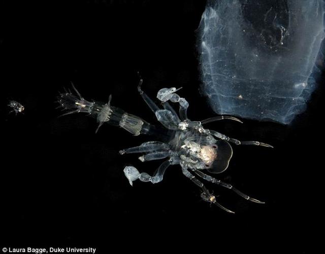 神秘甲壳纲生物的细菌涂层能够抑制光线反射