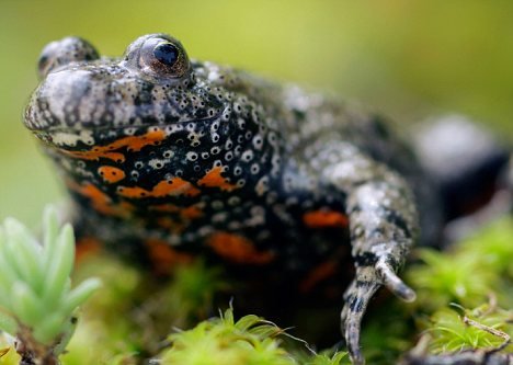 借助青蛙蟾蜍皮肤萃取物 可治疗超过70种疾病