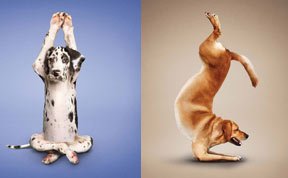 狗狗也会练“瑜伽”
