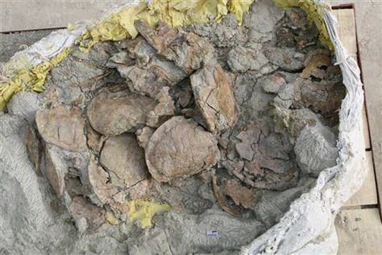中国挖掘1.6亿年前乌龟骨层 堆积1800个龟壳