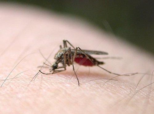 巴西科学家为蚊子接种细菌 以消灭登革热_科技_腾讯网