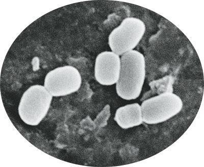 中国发现新种地球微生物：兵马俑芽胞杆菌