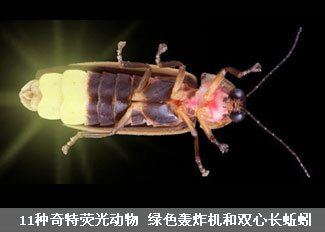 11种奇特荧光动物
