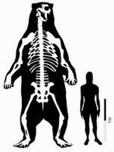 考古学家发现史上最大短面熊高3 4米重1 6吨 科技 腾讯网