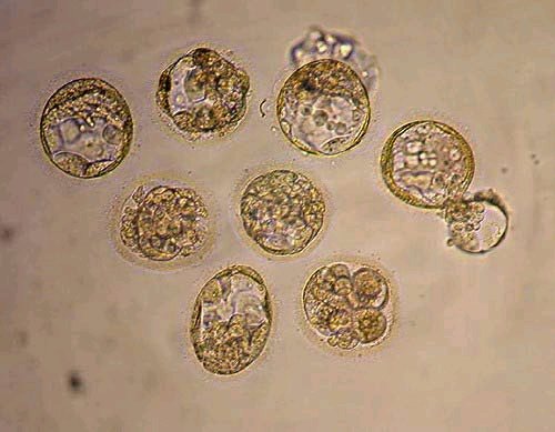 英国培育出首批公用高纯度人类胚胎干细胞_科技