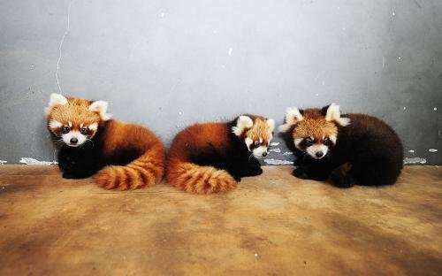 山东烟台南山动物园三胞胎小熊猫度过危险期