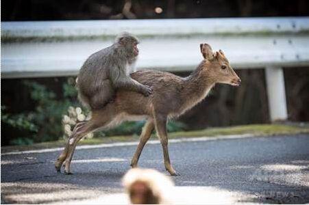 辣眼睛!日本公猴与母鹿"交配" 被科学家拍到_科技_腾讯网