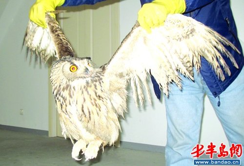 野生猫头鹰被困鸽子笼 翅膀展开近一米(图)