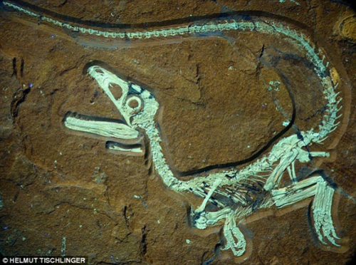 德发现史上最完整肉食恐龙化石 98%骨骼完好_科技