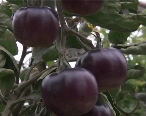 以色列培育“黑色星系”西红柿 预计年内上市
