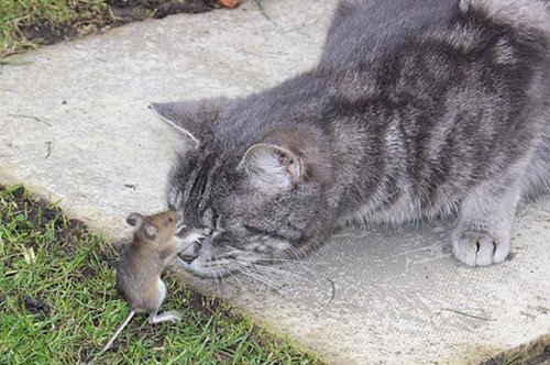 英国真实版“猫和老鼠” 灰猫“求饶”(图)